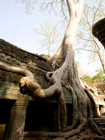 Ta Prohm - giant tree root (110021423)