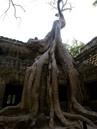 Ta Prohm - iconic crocodile tree (110021428)